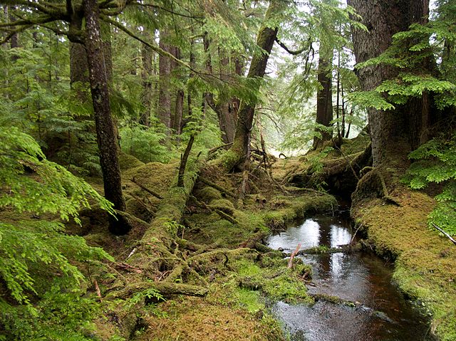 640px-Windy_Bay_forest 1 Gwaii Haanas (1)