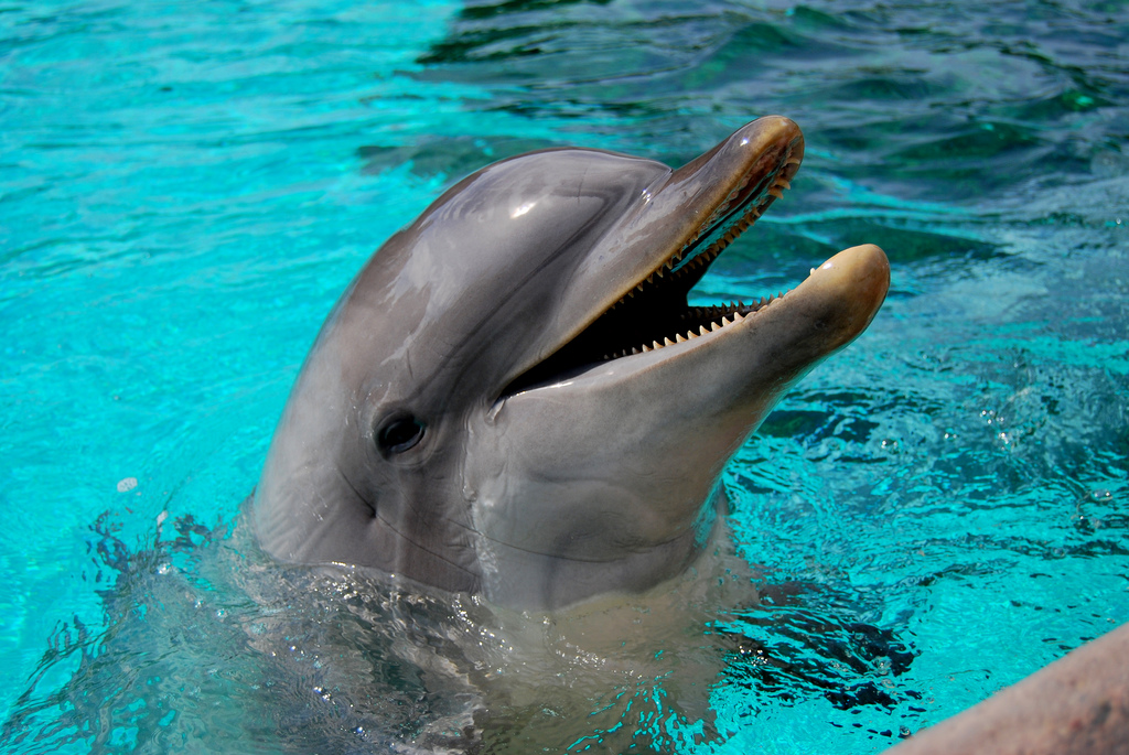 Study Dolphins Swearing At Us Constantly The Beaverton