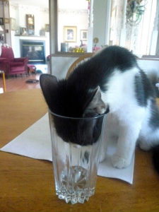 cat-in-glass