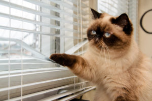 Cat is looking outside through window blinds