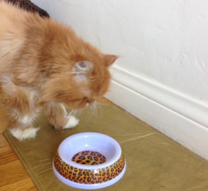 cat food dish