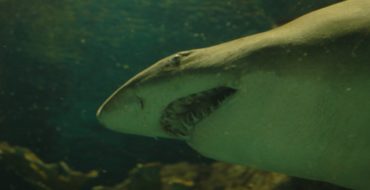 shark