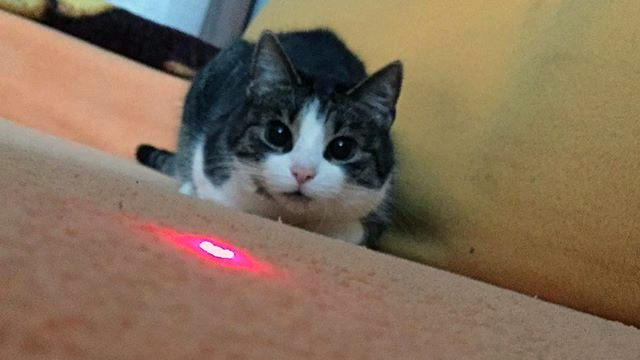 red dot light for cats