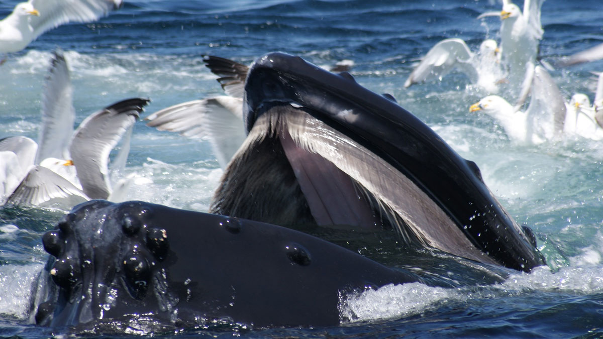 Humpback whale unable to stop herself from eating delicious, delicious plastic bags