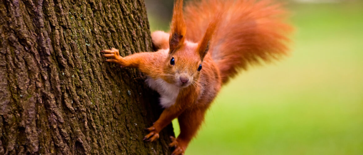 a reddish-orange squirrel on a tree trunk, looking very active, like it's about to jump away