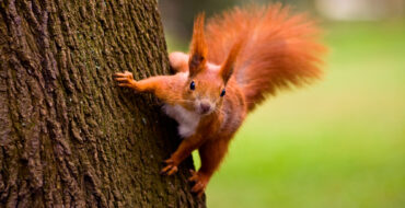 a reddish-orange squirrel on a tree trunk, looking very active, like it's about to jump away