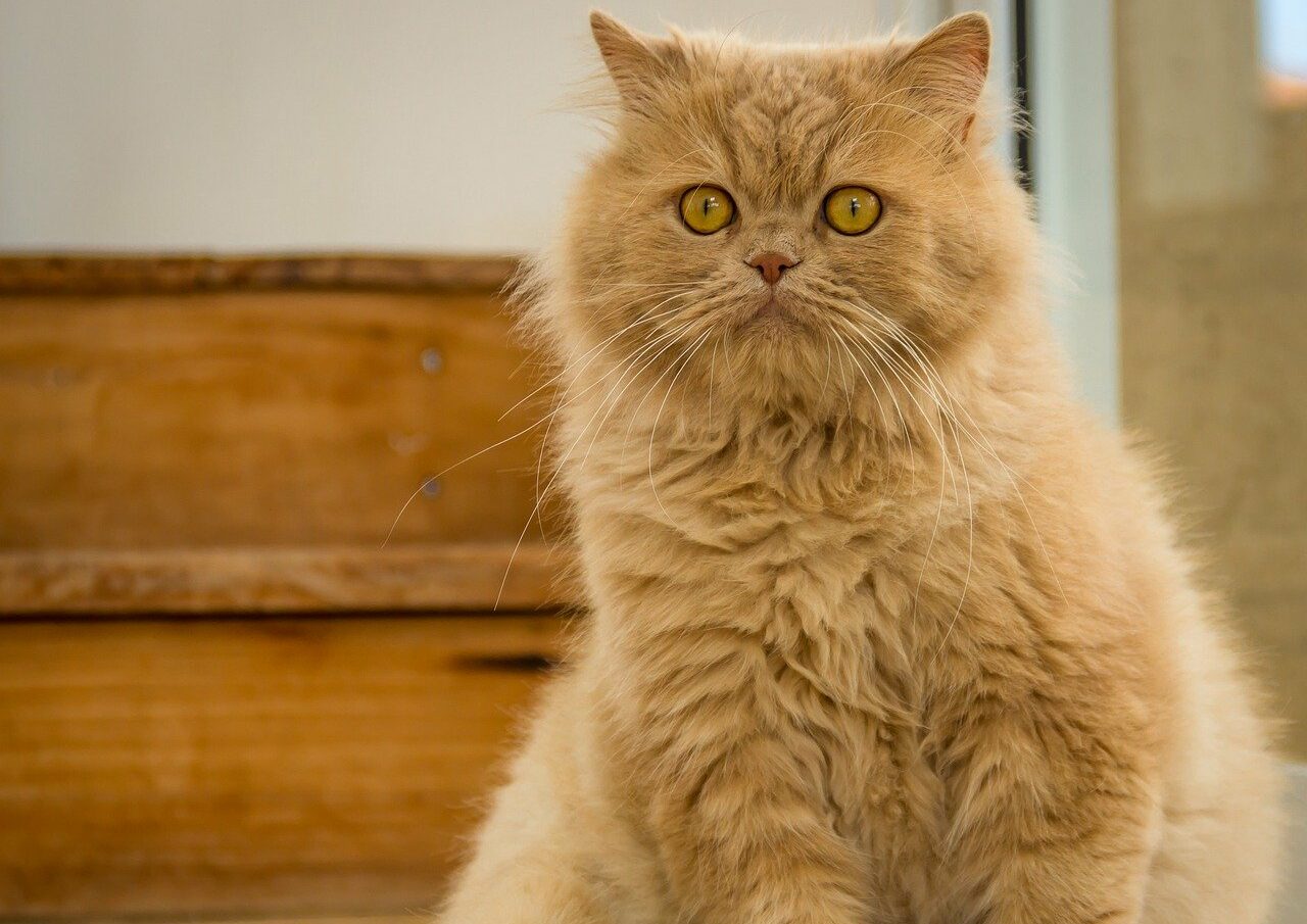 Real-life Garfield? This cat ate a lasagna and died - The Beaverton