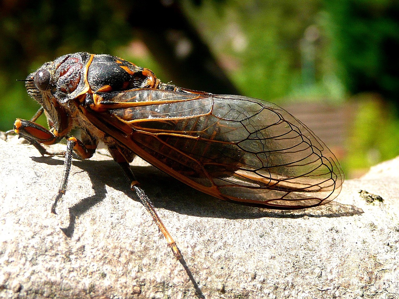 Study: 97% of temporary insanity cases caused by those goddamned cicadas