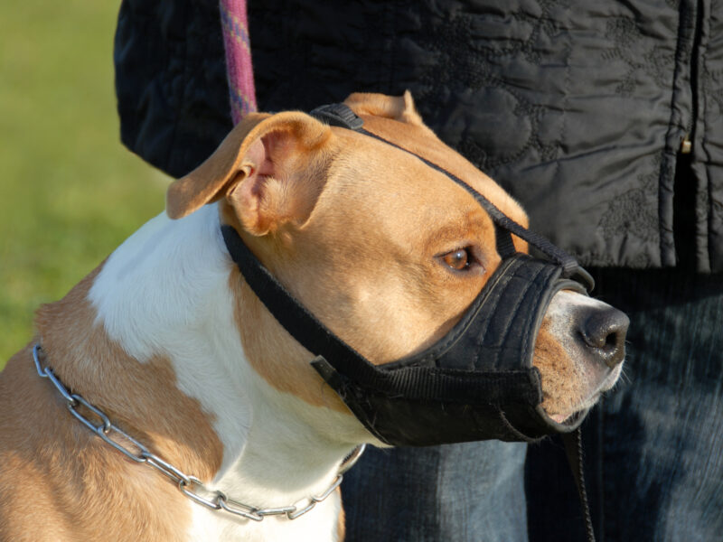 REPORT Rescue dog in muzzle still a good boy The Beaverton