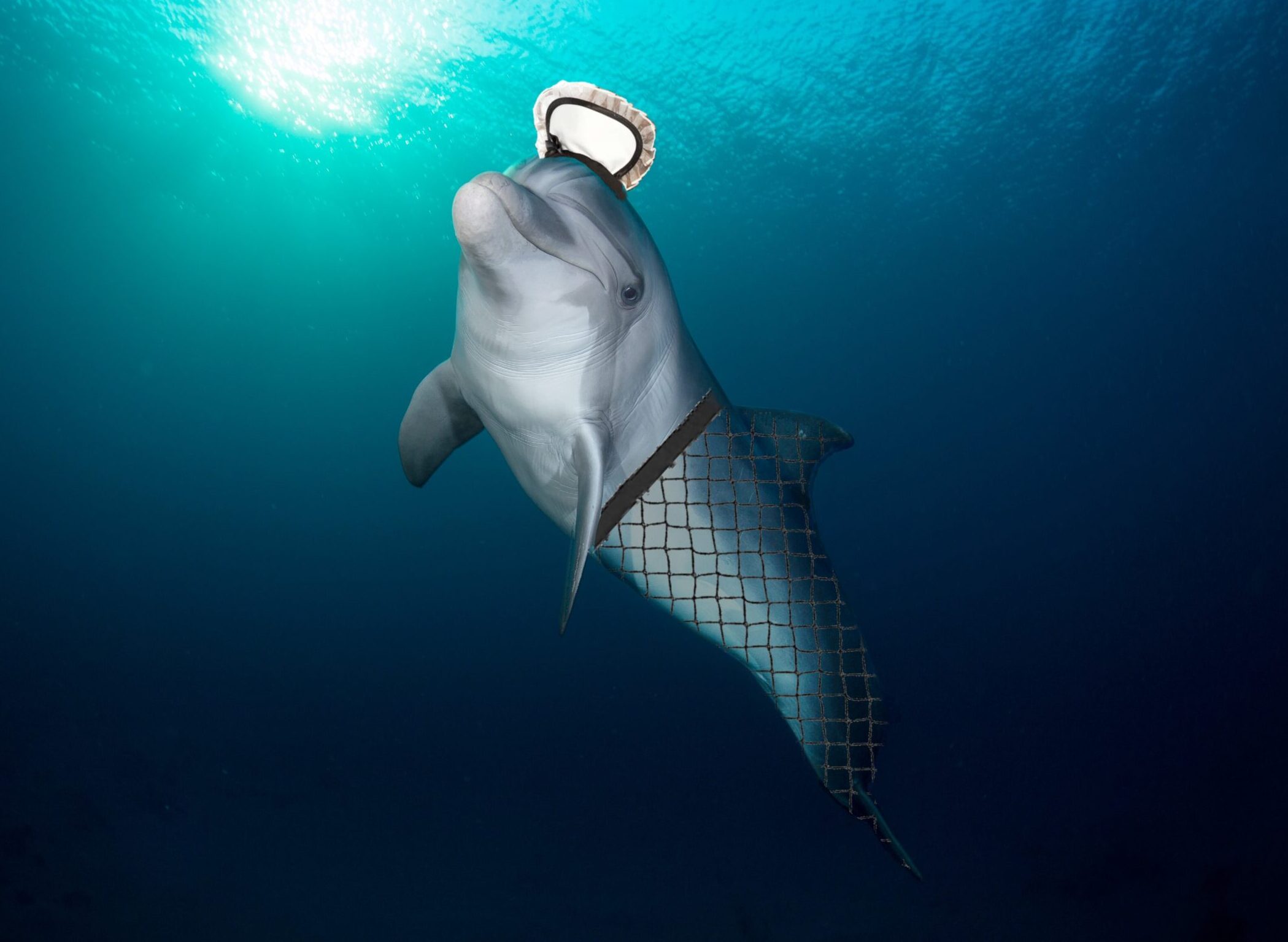 Entangled dolphin wears for Halloween The Beaverton