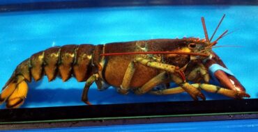 A brown live lobster in a tank, with an elastic band over its claw