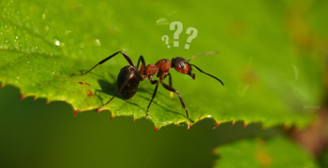 an ant on a leaf with several question marks over its head