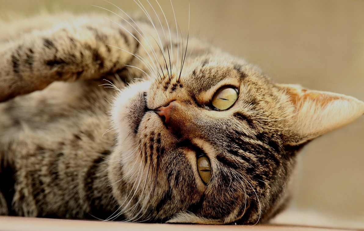 Serial killer cat insists on lying right across the warm corpse he working on
